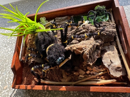 Projekt uczniowski : STAWONOGI  uczniowie klas 6a oraz 6b